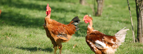 historique-poulet-fermier